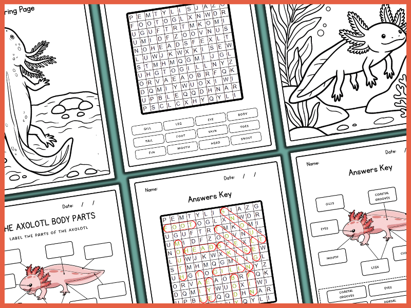 Axolotl Worksheets.pdf Axolotl Body Parts | Amphibian Anatomy | Labeling & Coloring | Biology ...