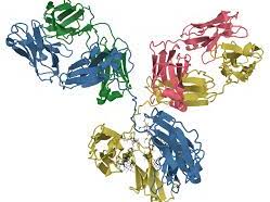 AQA A Level: Antibody Structure