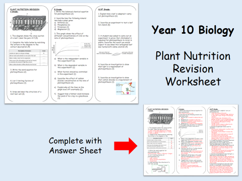 Year 11 Biology - Plant Nutrition Revision Graded worksheet (with answers)