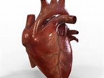 The Cardiovascular System and the Impact of Exercise