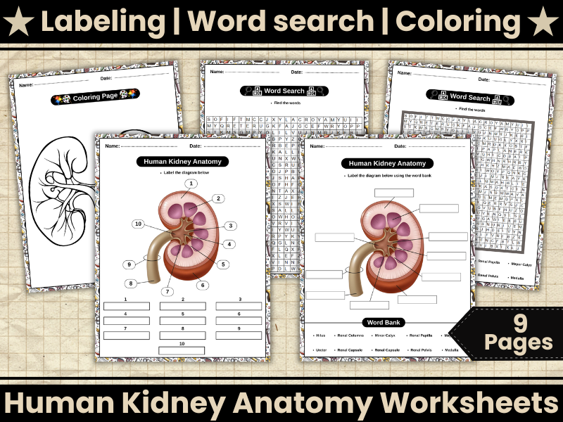 Human Kidney Anatomy-Kidney Labeled Diagram,Word search,Coloring,Biology-Urinary System Science