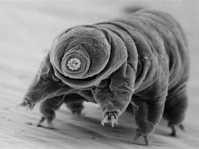 GCSE Biology Ecology Extremophile Worksheet Teaching Resources