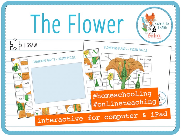 The Flower Interactive Jigsaw Puzzle for iPad (KS2/3) Teaching