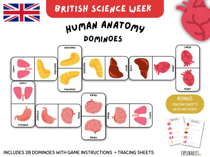 British Science Week Festival Ideas Human Anatomy Printable Dominoes Game Human Body Internal Organs