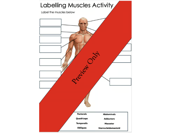 Muscular System Labelling Worksheet | Human Muscles Anatomy Diagram
