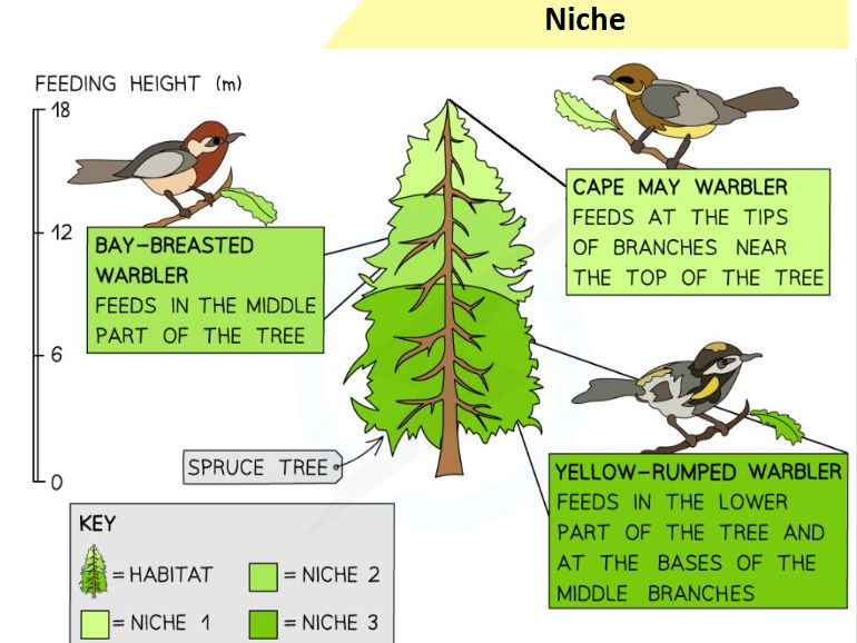 3.7.2 Populations in ecosystems PART 1