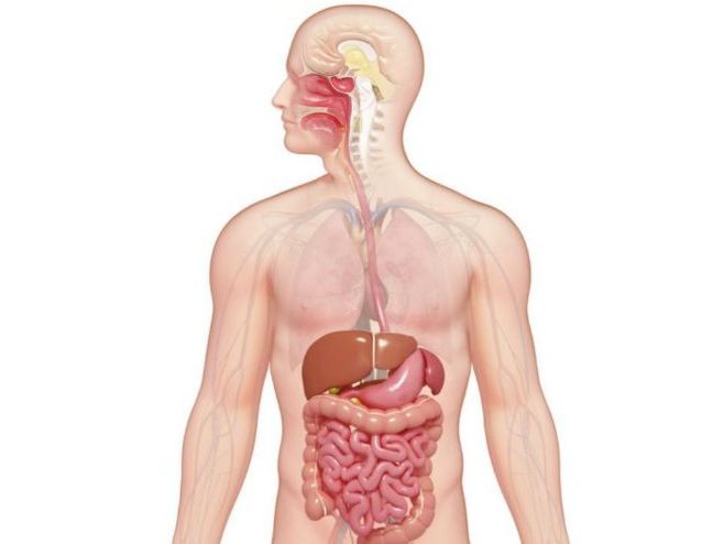 iGCSE Biology - 7.2 Digestive system