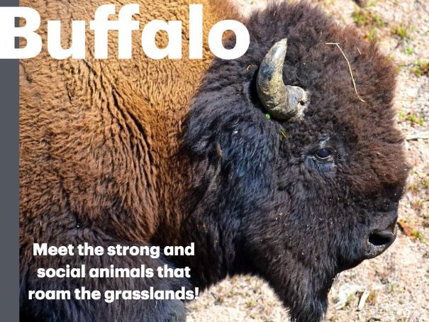 Buffalo: Animated Keynote/PPT Presentation, Colorful Science