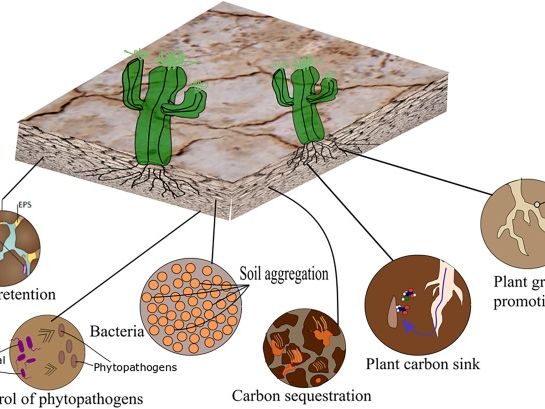 Cambridge A Level Geography  - 10.3 Vegetation and soils in arid environments