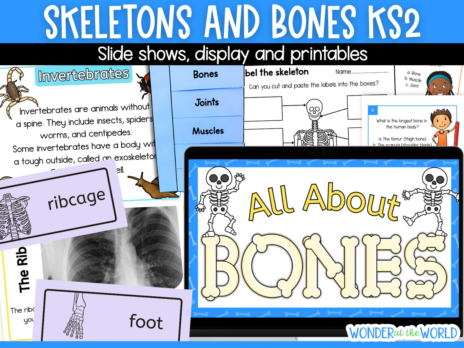 Skeletons  and bones presentations, display and printable activities KS2 science