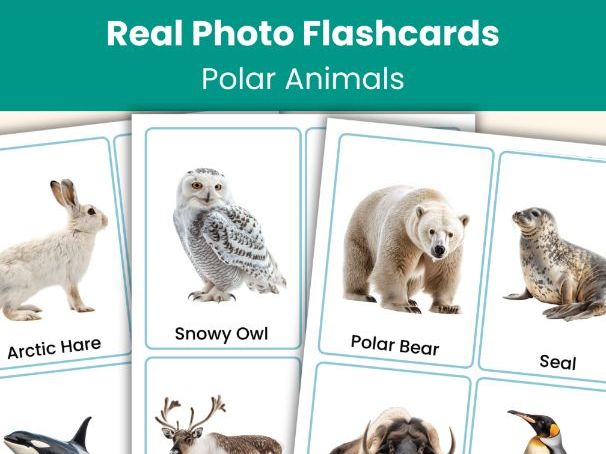 Polar Animals Flashcards | 20 Real Photo Vocabulary Cards | Teaching Resource
