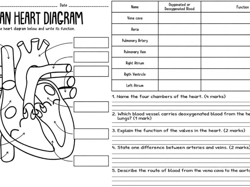 The Human Heart Worksheet