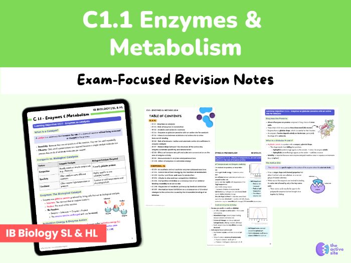 IB Biology SL/HL - C1.1 - Enzymes & Metabolism Revision Notes