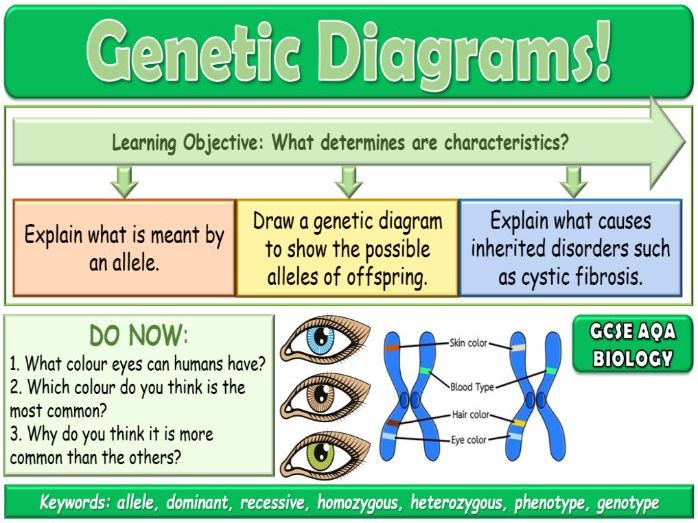 Genetic diagrams AQA GCSE (9-1) Biology