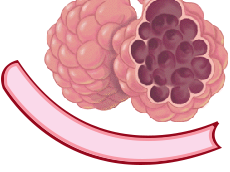 Gas exchange and its circulation through the blood