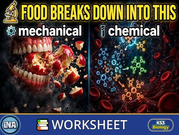 Mechanical and Chemical Digestion - KS3 Biology Worksheet