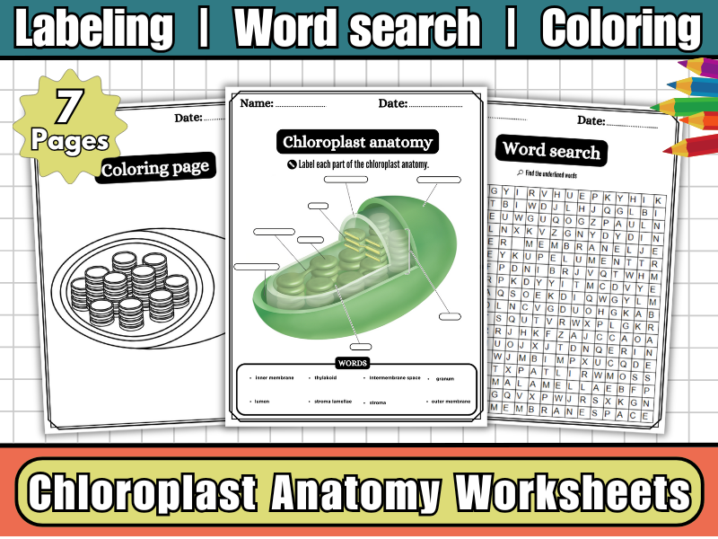 Chloroplast Anatomy-Labeling Diagram Worksheet,Word Search & Coloring-Plant Cell Organelle Science