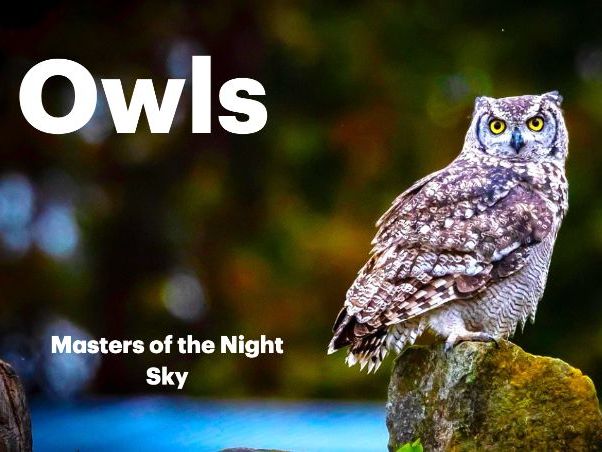 OWLS: Animated Keynote/PPT Presentation, Colorful Science