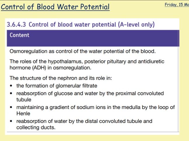 The Kidneys and Osmoregulation A-Level Biology