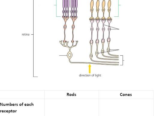 Rods and Cones (light receptors) worksheet - A Level