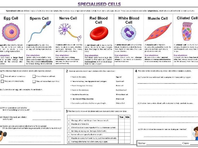 Specialised Cells