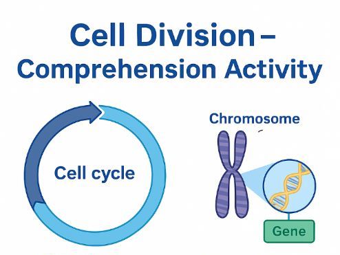 Cell Division Comprehension Activity