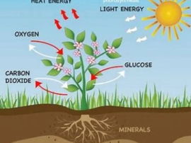Biology Assessment Pack