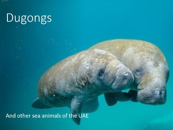 Dugongs and UAE Sea Life – Adaptations and Heritage (Grade 4–5 UAE Social Studies)