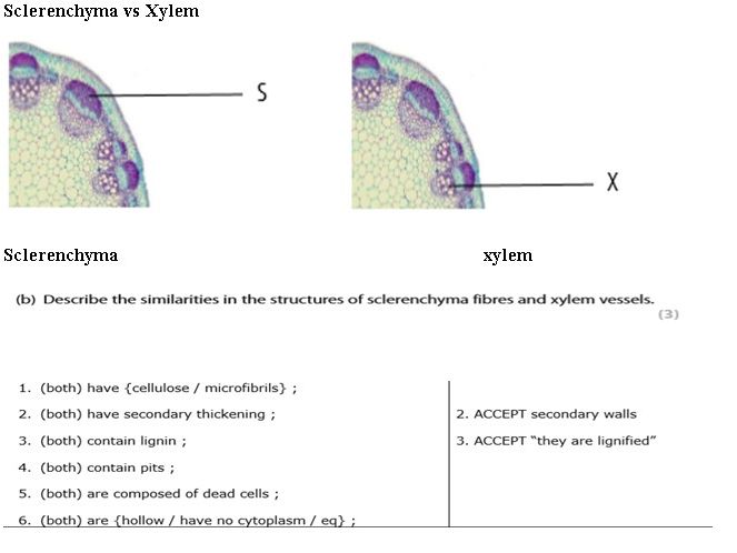 Edexcel Biology Topic 4A Most Asked Questions