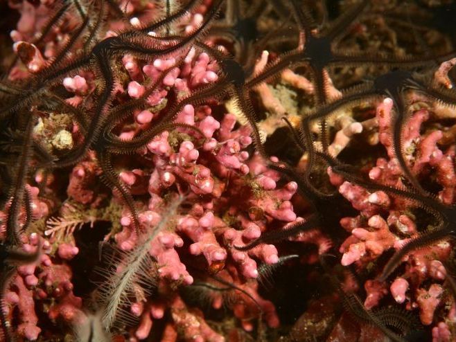 Discovering Scotland’s Priority Marine Features (90mins)