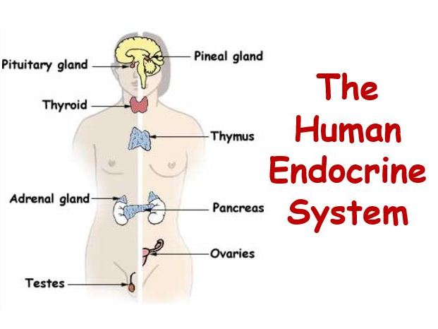 The Human Endocrine System
