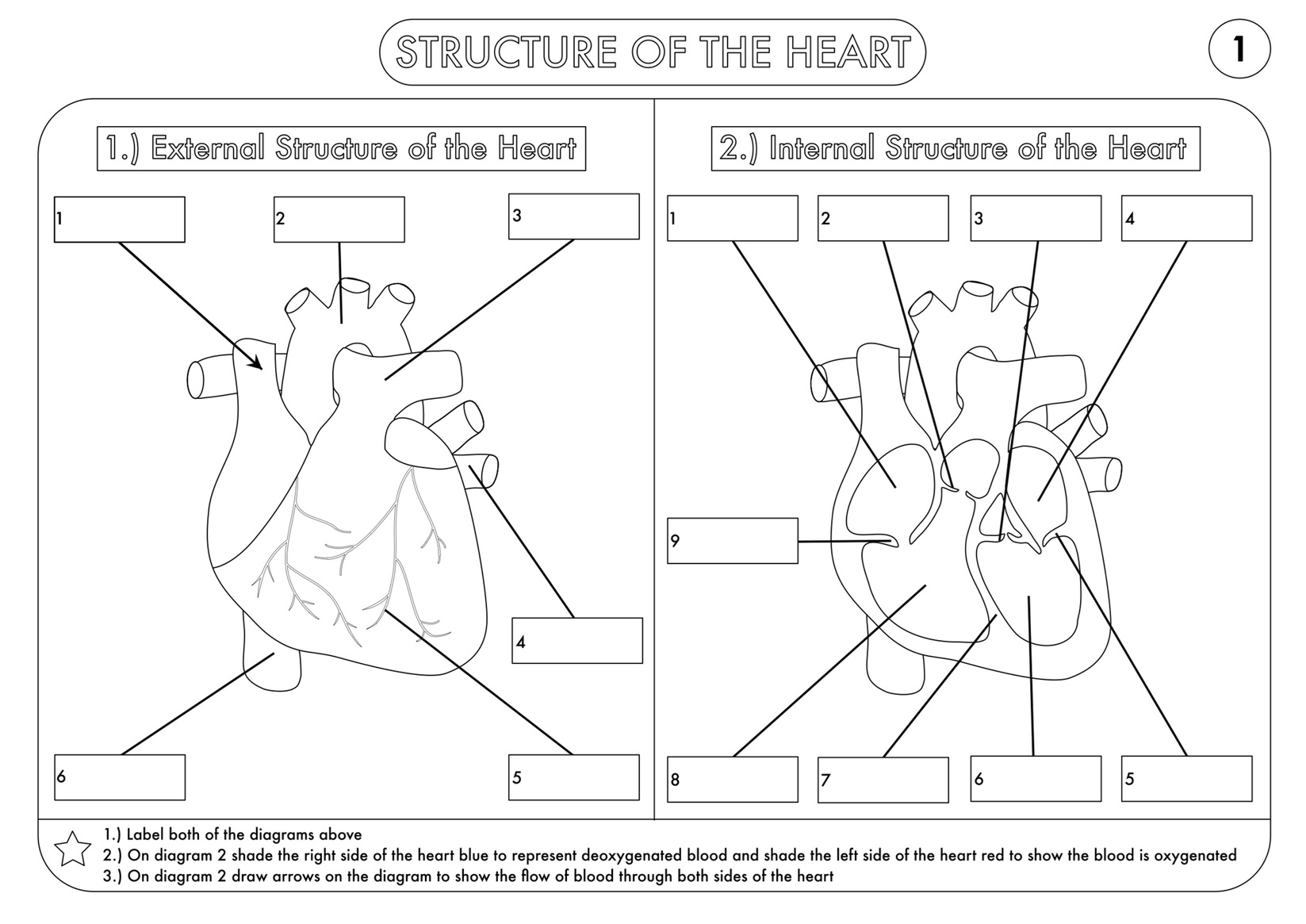 A Level Biology Bundle on the Heart and Circulation