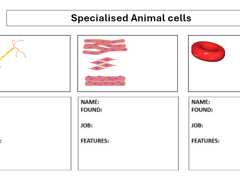 Specialised cell fact file