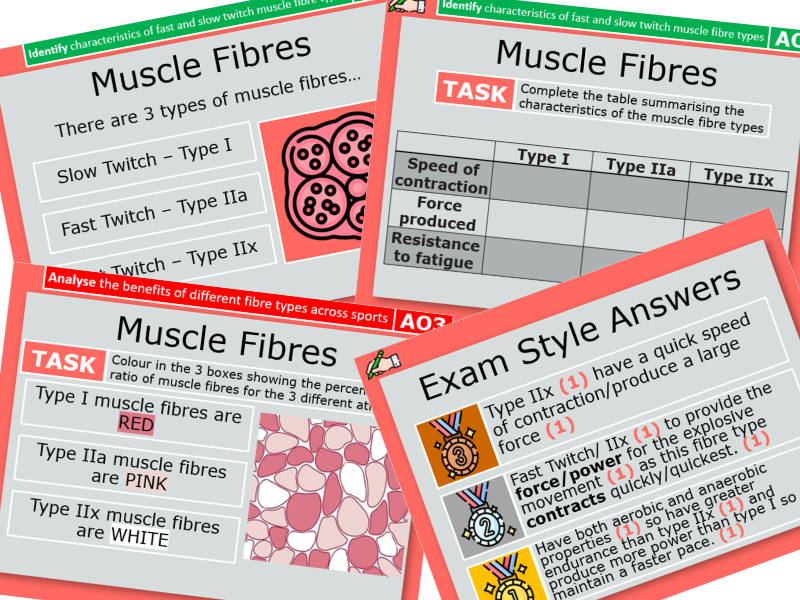 6. Fast and Slow Twitch Muscle Fibres