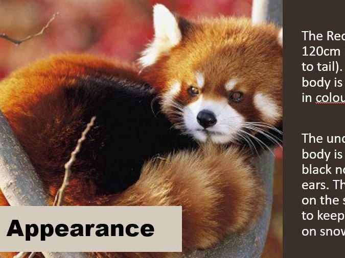 Red Panda Information Text