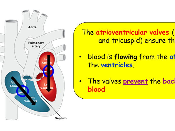 Role of the physiologist, heart structure and the cardiac cycle AAQ OCR Cambridge Advanced Nationals