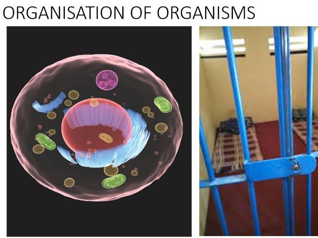 IGCSE TOPIC 2- ORGANISATION OF ORGANISMS
