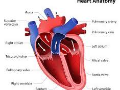 Unit 1- Cardiovascular System