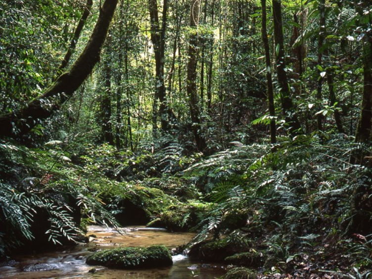 TRopical Rainforest Layers
