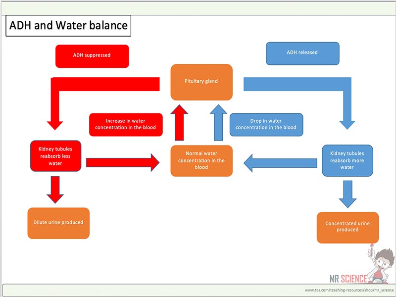 ADH and water balance by mr_science | Teaching Resources worry diagram loop 