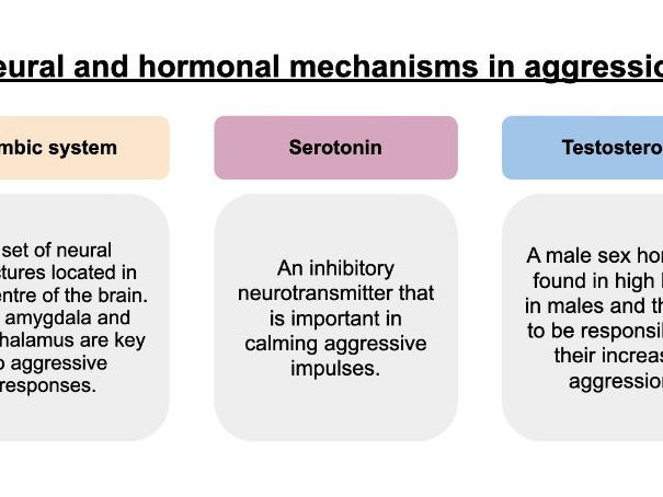 Neural and hormonal explanations for aggression - PowerPoint lesson