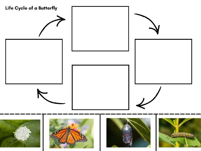 Butterfly Life Cycle Cut and Stick Activity Sheet – EYFS & KS1 Science