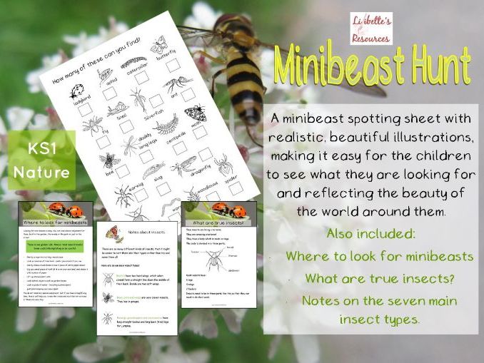 KS1 Science Minibeast Hunt for homelearning Teaching Resources