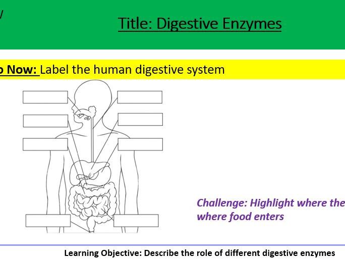 Digestive Enzymes