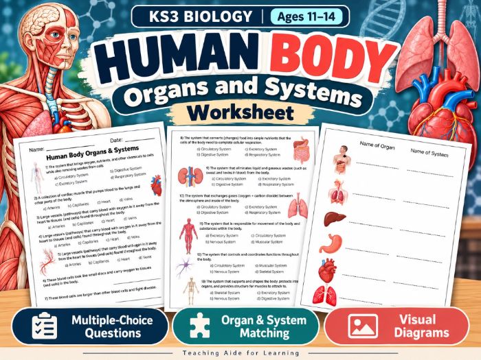 Human Body Organs & Systems Worksheet – KS3 Biology