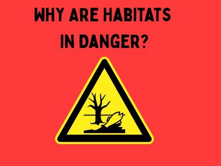 Why Are Habitats in Danger? | KS3 Geography