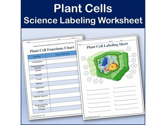 Parts of a Plant Cell Labeling & Functions Science Worksheets