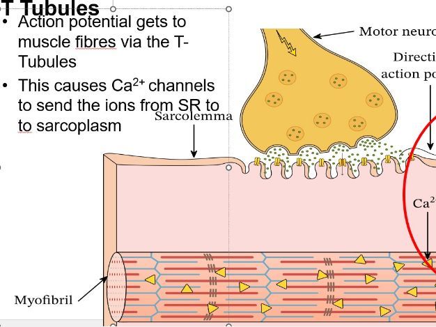 A2 - Neurones and Muscles