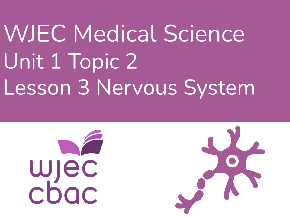 WJEC AAQ Medical Science 1.2 Nervous System