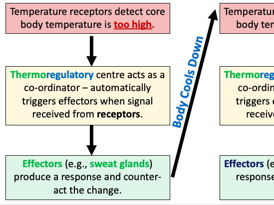 Thermoregulation (AQA GCSE Biology - Homeostasis)